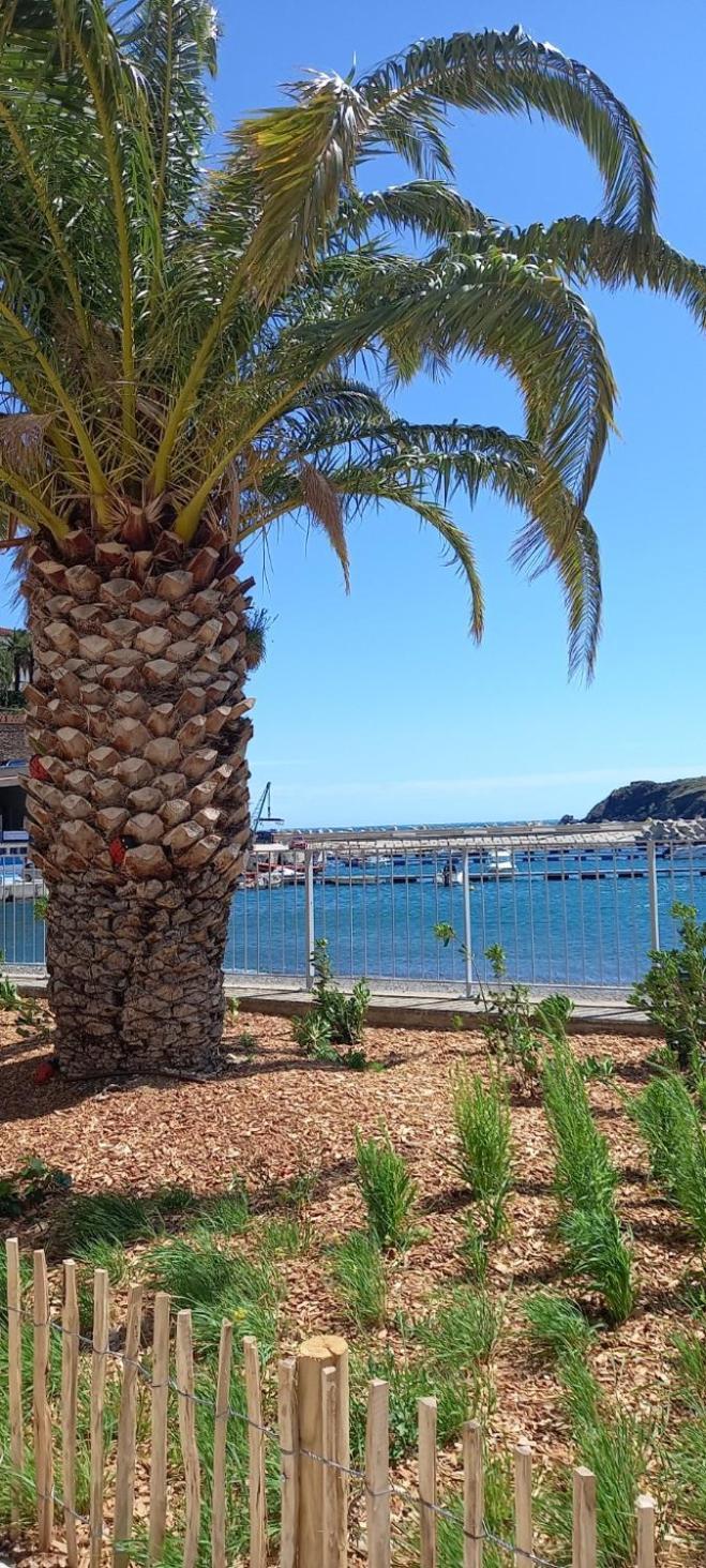 Cerbère Appart F3 A 150 M De La Plage Avec Parking Prive מראה חיצוני תמונה
